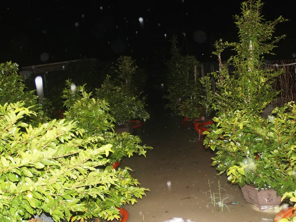 Vườn mai cũng bị ngập khá sâu trong nước.